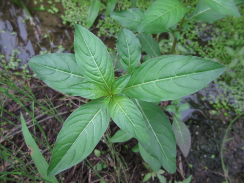 Ludwigia epilobioides iNat (3)