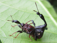 Paracycnotrachelus chinensis