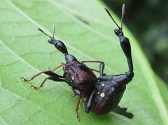 Paracycnotrachelus chinensis
