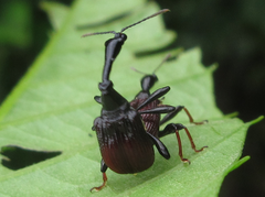Paracycnotrachelus chinensis