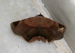 Lepidoptera