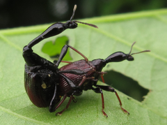 Paracycnotrachelus chinensis