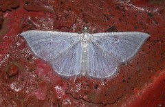 Lepidoptera