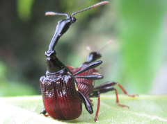 Paracycnotrachelus chinensis