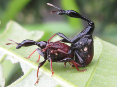 Paracycnotrachelus chinensis