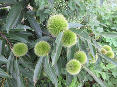 Castanea crenata