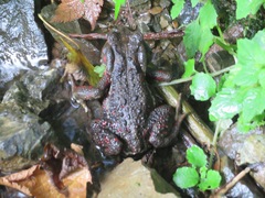 Bufo formosus
