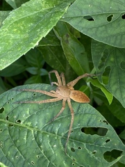Dolomedes sulfureus
