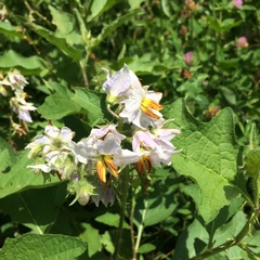 Solanum carolinense