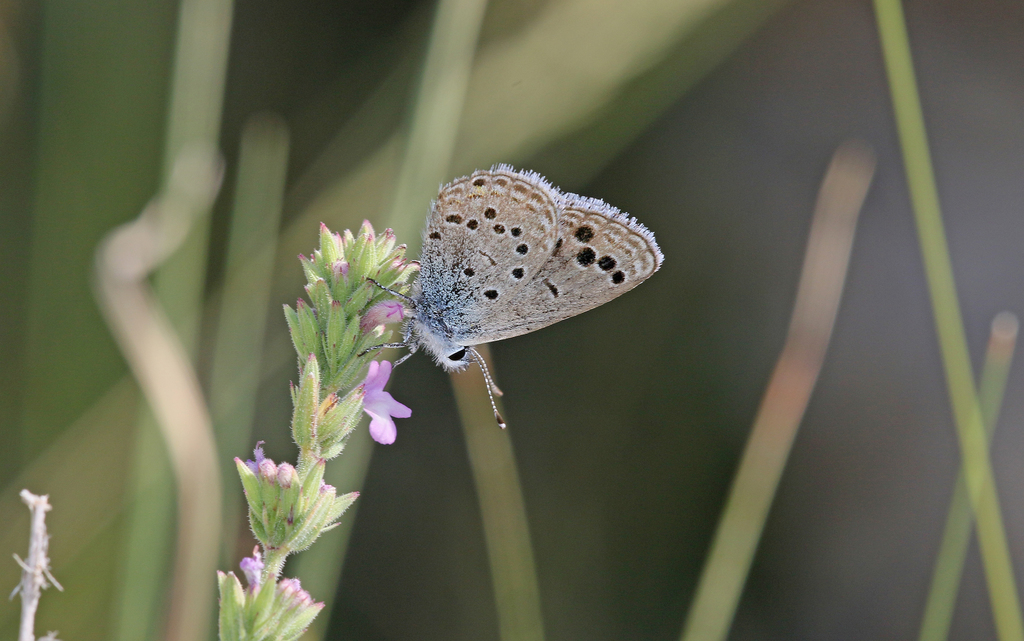 Turanana taygetica
