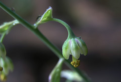 Anticlea virescens