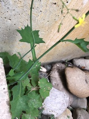 Mycelis muralis