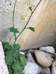 Mycelis muralis