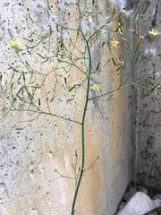 Mycelis muralis