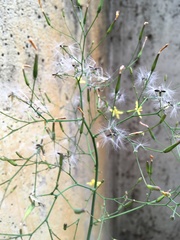 Mycelis muralis