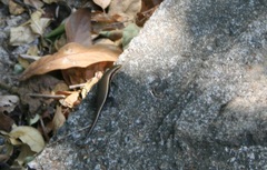 Eutropis madaraszi