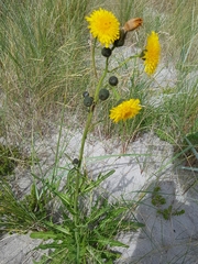 Sonchus palustris