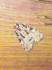Leuconycta lepidula