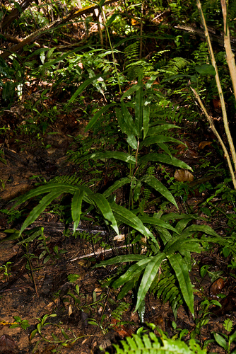 Pteris commutata image