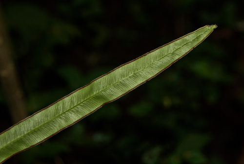 Pteris commutata image