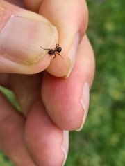 Formica pressilabris