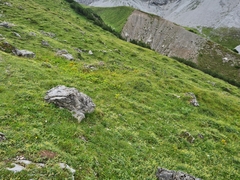 Formica pressilabris