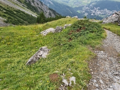 Formica pressilabris