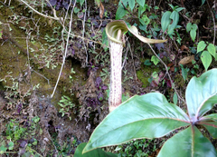 Arisaema nepenthoides