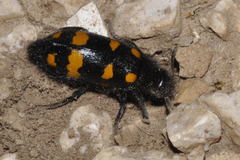 Hycleus polymorphus