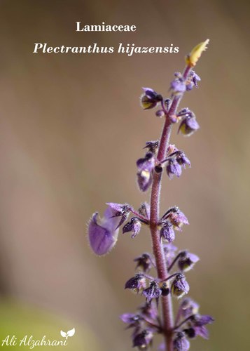 Hejaz Mountain Hullwort (Coleus hijazensis)
