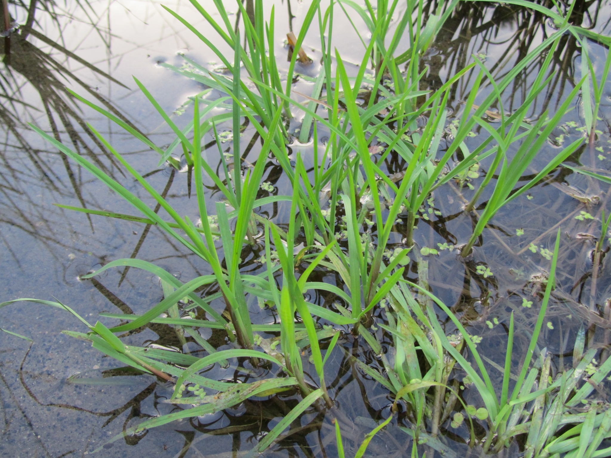 Glyceria
