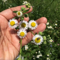 Erigeron annuus