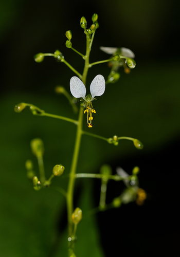 Aneilema umbrosum image