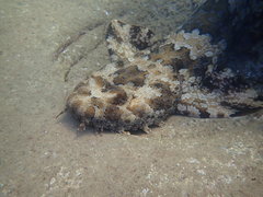 Orectolobus halei