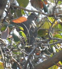 Urocolius indicus transvaalensis