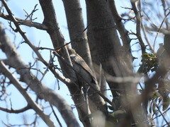 Urocolius indicus transvaalensis