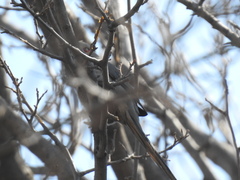 Urocolius indicus transvaalensis