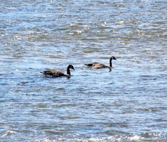 Branta canadensis