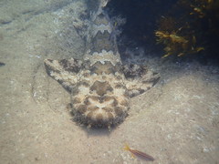 Orectolobus halei