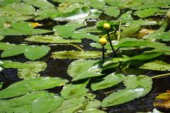 Nuphar ulvacea