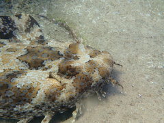 Orectolobus halei