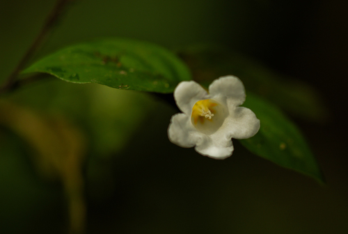 Mostuea batesii