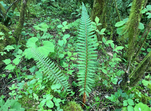 Polystichum neolobatum iNat (1)