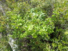 Viburnum recognitum image