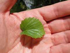 Viburnum recognitum image