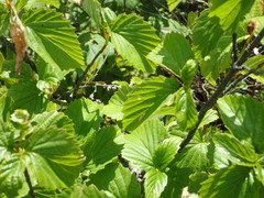 Viburnum recognitum image