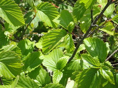 Viburnum recognitum image