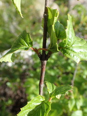 Viburnum recognitum image