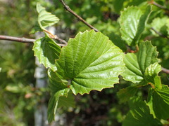 Viburnum recognitum image