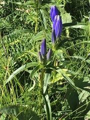 Gentiana linearis